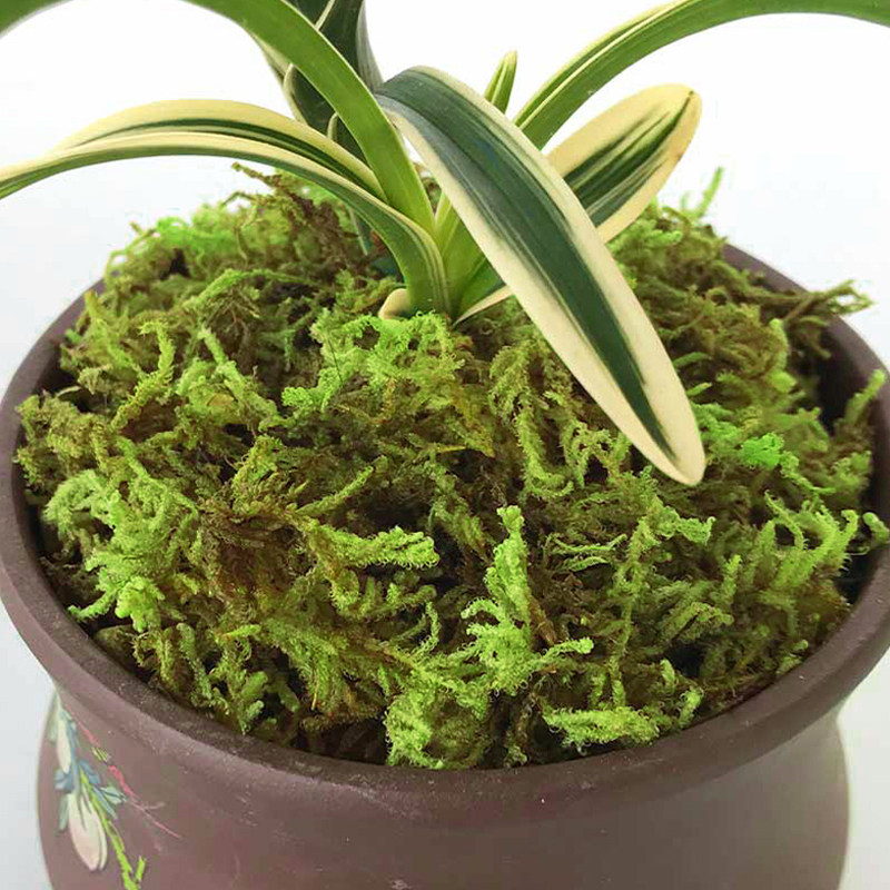盆栽铺面装饰水苔兰花种植苗木干苔藓石斛水草青苔宠物龟冬眠铺垫,淘宝优惠券,粉丝福利购,淘宝优惠卷