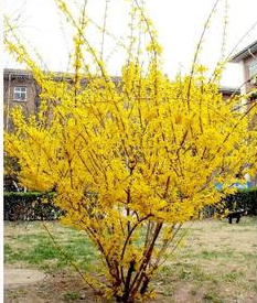 室外庭院小区耐寒观花藤本植物 迎春花连翘盆景 迎春花苗 花期长 - 图0