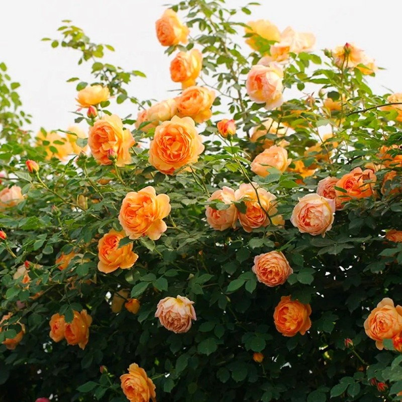 欧月藤本月季大苗蓝色阴雨盆栽月季花苗多季开花庭院爬藤浓香花卉,淘宝优惠券,粉丝福利购,淘宝优惠卷