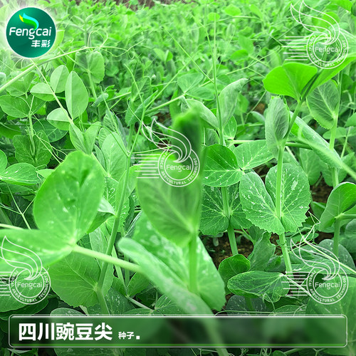 四川豌豆尖种籽豌豆尖种子豌豆苗种子秋季蔬菜种孑豌豆苗种子大全 - 图2