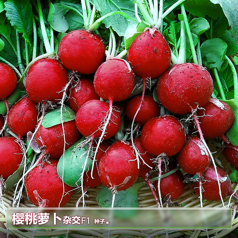 樱桃小红萝卜籽樱桃萝卜种子种籽苗菜籽水果四季盆栽蔬菜种孑大全,淘宝优惠券,粉丝福利购,淘宝优惠卷