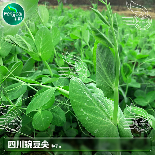 四川豌豆尖种籽豌豆尖种子豌豆苗种子秋季蔬菜种孑豌豆苗种子大全 - 图1