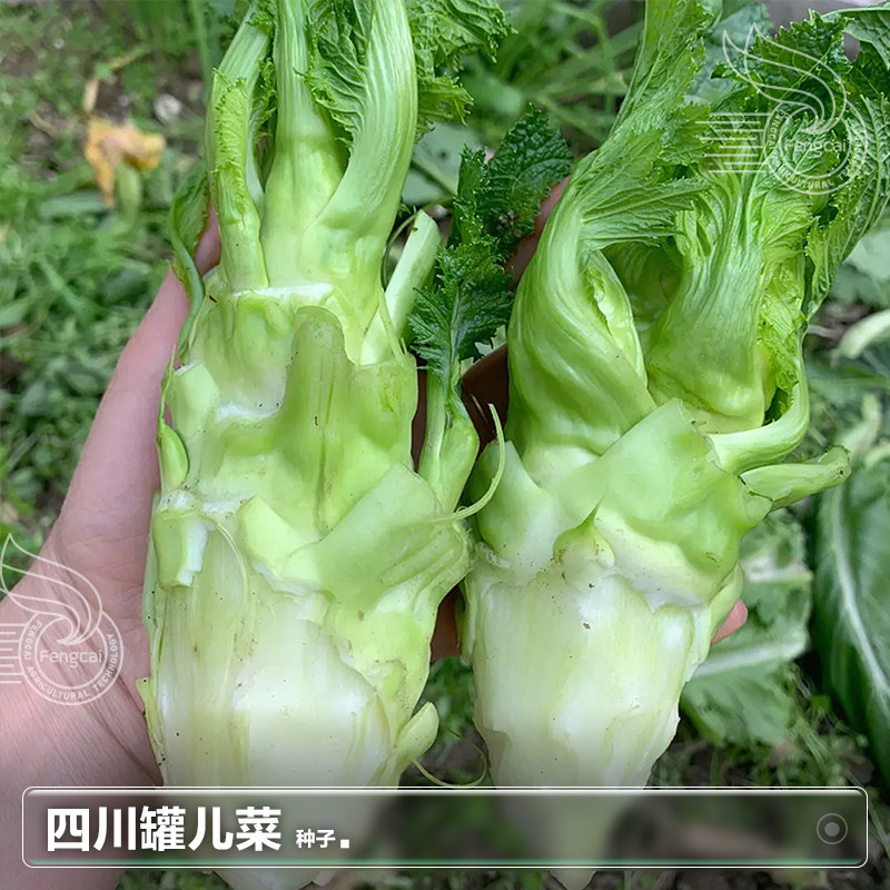 四川罐儿菜种子芥菜种籽子青菜头四季种植秋后秋季蔬菜籽种孑大全,淘宝优惠券,粉丝福利购,淘宝优惠卷