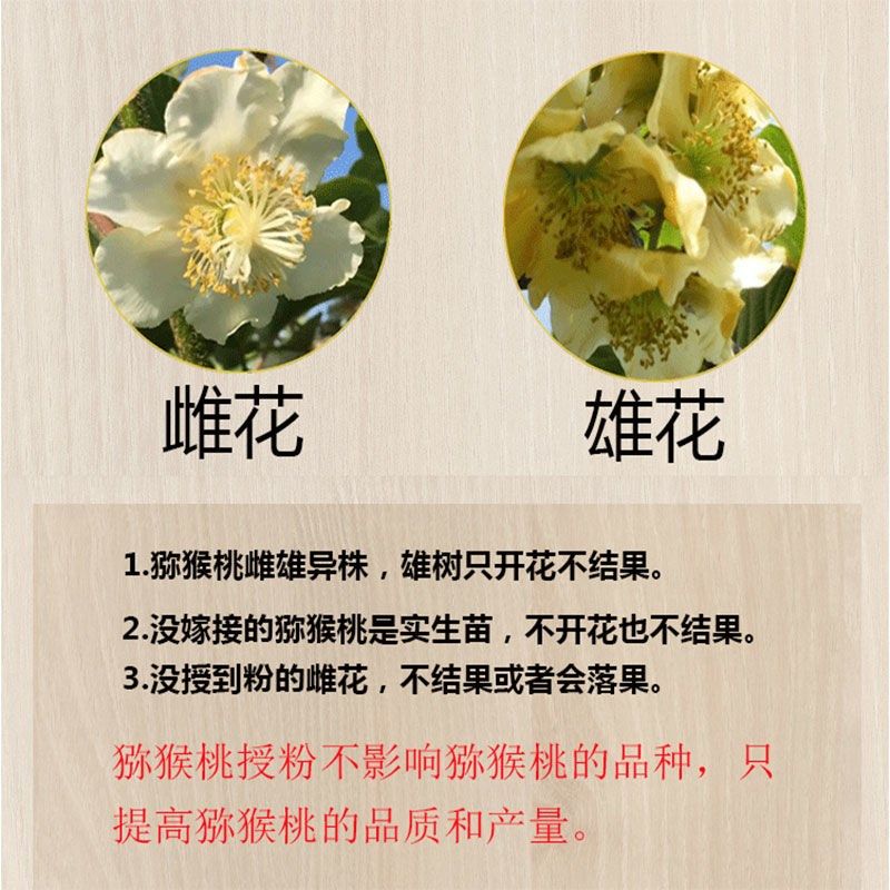 高活性猕猴桃花粉人工授粉雄花粉猕猴桃公粉猕猴桃公树粉,淘宝优惠券,粉丝福利购,淘宝优惠卷