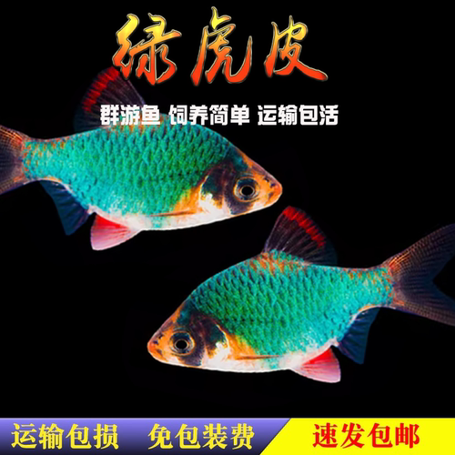 虎皮鱼绿虎皮蓝荧光金虎皮四间小型热带观赏鱼活体草缸鱼群游包邮 - 图0