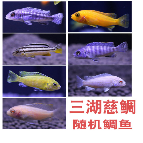 三湖慈鲷鱼马鲷蓝阿里非洲黑线王子蓝斑马热带观赏鱼活体小型淡水 - 图1