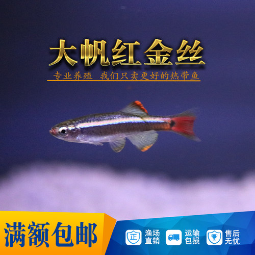 白云金丝鱼原生鱼长尾红尾黄化金丝斑马冷水淡水观赏活体灯科群游 - 图2