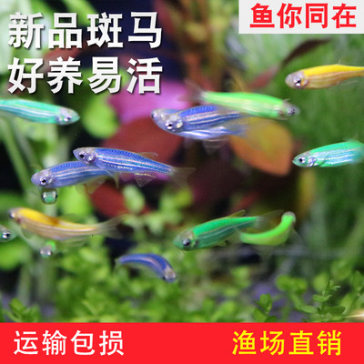 荧光斑马鱼青苹果绿斑马鱼红绿灯鱼小型冷水鱼热带观赏鱼饲料活鱼 虎窝淘