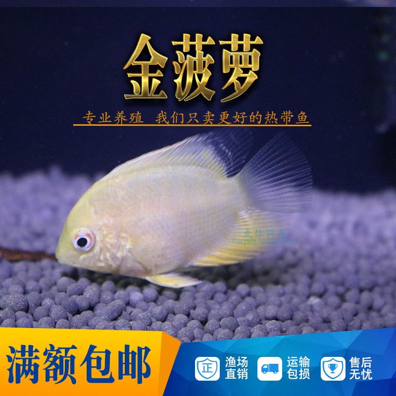 金菠萝喷点菠萝鱼肯梅塔热带鱼活体水族宠物鱼淡水中型鱼活体鱼苗-图1