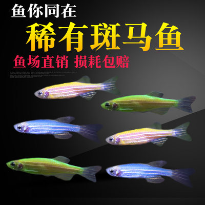 荧光斑马鱼青苹果绿斑马鱼红绿灯鱼小型冷水鱼热带观赏鱼饲料活鱼 虎窝淘