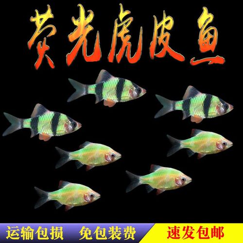 虎皮鱼绿虎皮蓝荧光金虎皮四间小型热带观赏鱼活体草缸鱼群游包邮 - 图3
