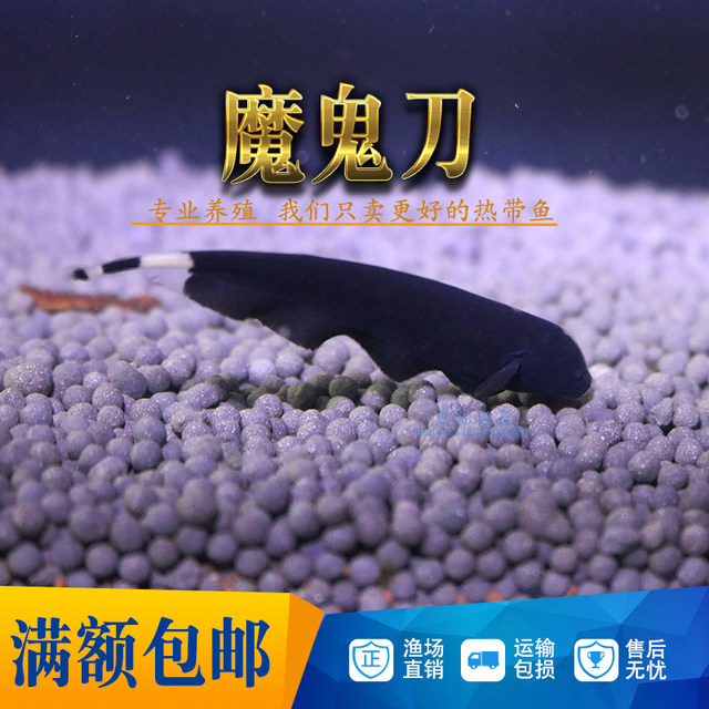 Fishing Line Black Devil Freshwater Tropical Live Electric Eel