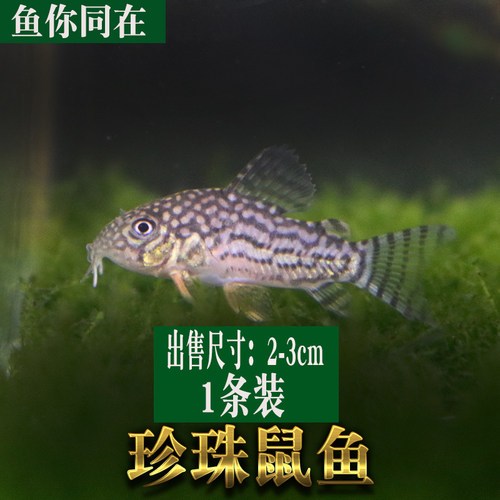 底栖鱼清道夫垃圾白老鼠除藻熊猫珍珠金苔鼠清洁观赏热带宠物活体-图2