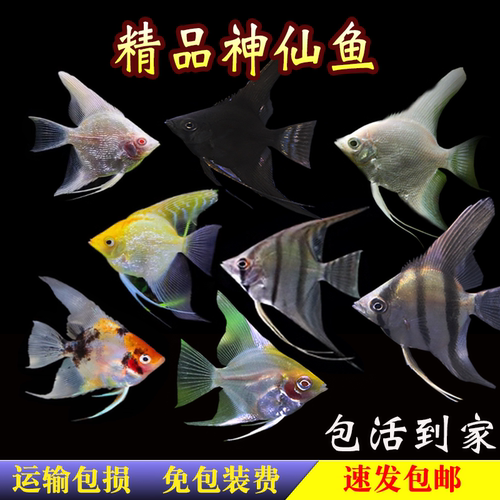 神仙鱼秘鲁燕子鱼热带鱼观赏鱼活体鱼三色神仙熊猫神仙水族新手鱼 - 图1