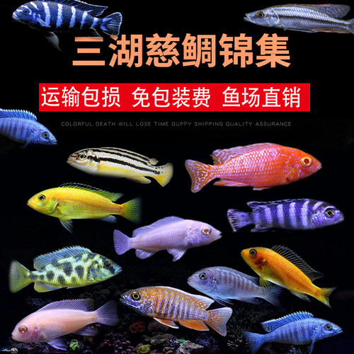 三湖慈鲷鱼马鲷蓝阿里非洲黑线王子蓝斑马热带观赏鱼活体小型淡水 - 图0