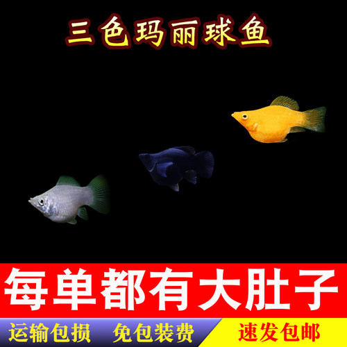 玛丽球鱼胎生皮球黑白黄玛丽米奇月光红剑观赏活体小型孔雀包活邮 - 图1
