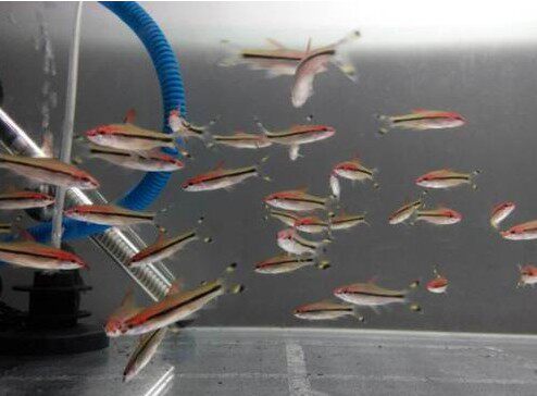 一眉道人鱼红眉鱼观赏热带鱼一眉鱼群游灯鱼草缸宠物水族活体包损 - 图2