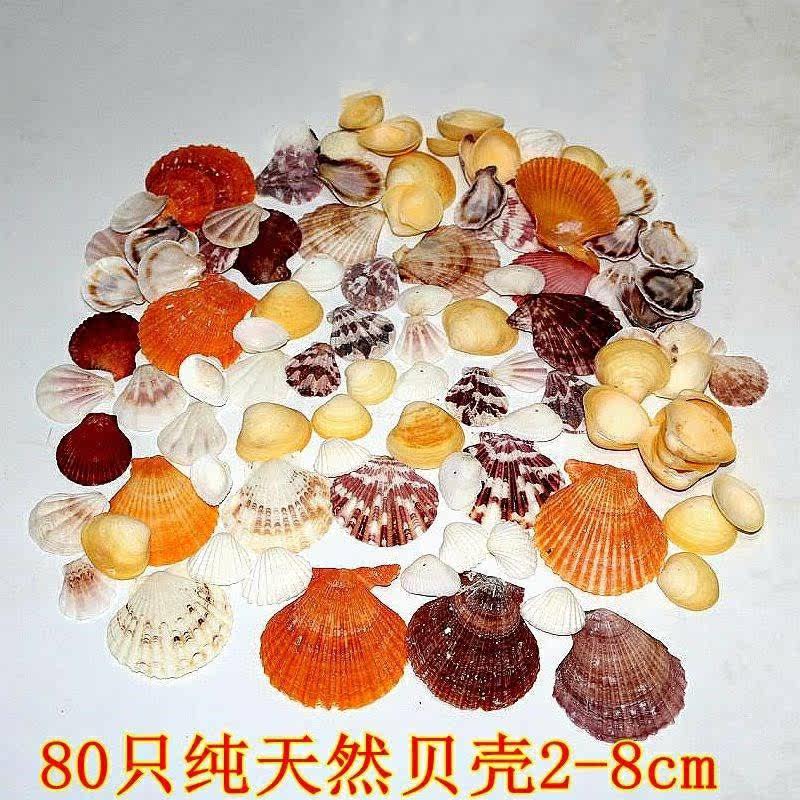  晶嘉悦海螺/贝壳/珊瑚