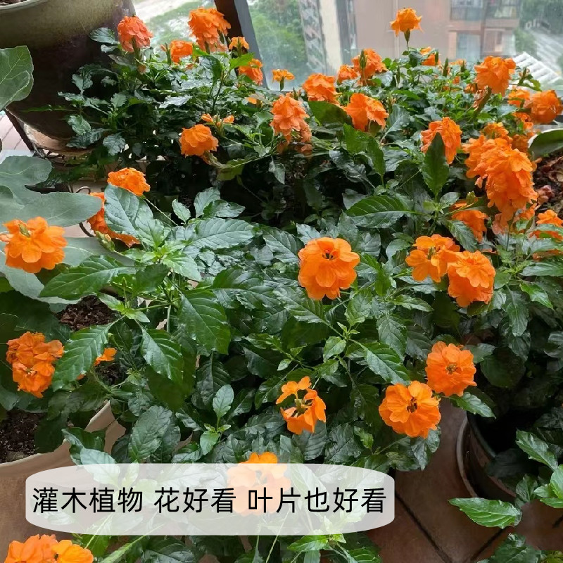 鸟尾花盆栽阳台花园楼顶木本开花植物带花发客厅室内好养耐热耐晒 - 图0