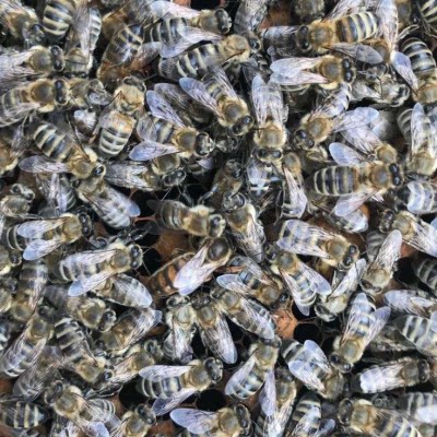 西域黑蜂王 生产王 高生产型蜜型王 新疆黑蜂 伊犁黑蜂王 包邮 - 图0