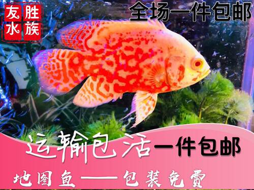 黑地图白地图鱼猪仔鱼花猪鱼中大型银龙鱼热带宠物观赏鱼活体包邮 - 图0