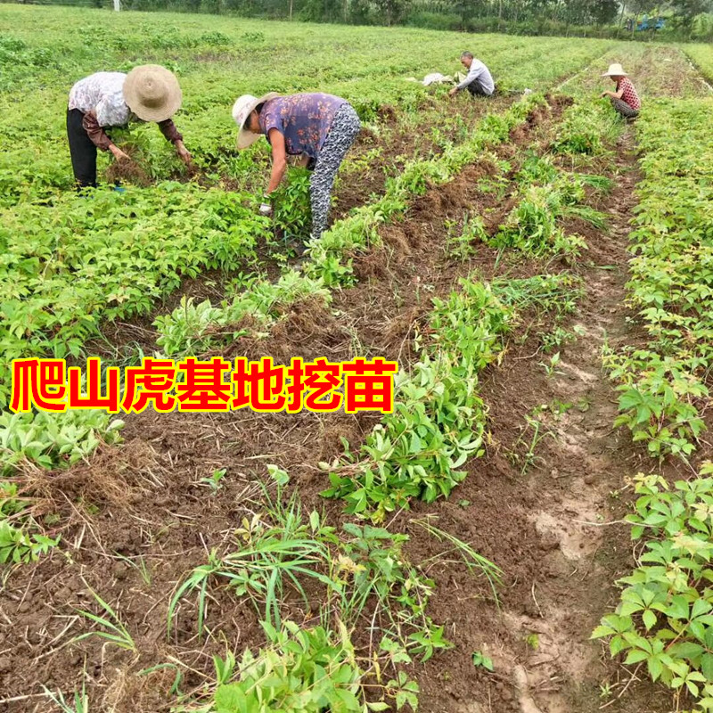 爬山虎苗爬藤植物四季户外三叶五叶红色爬墙虎苗盆栽藤蔓攀援花卉 - 图0