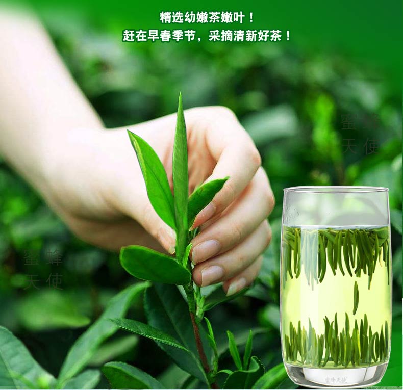 雀舌 2023新茶 绿茶 茶叶 明前雀舌茶春茶叶翠芽毛尖茶特级嫩芽