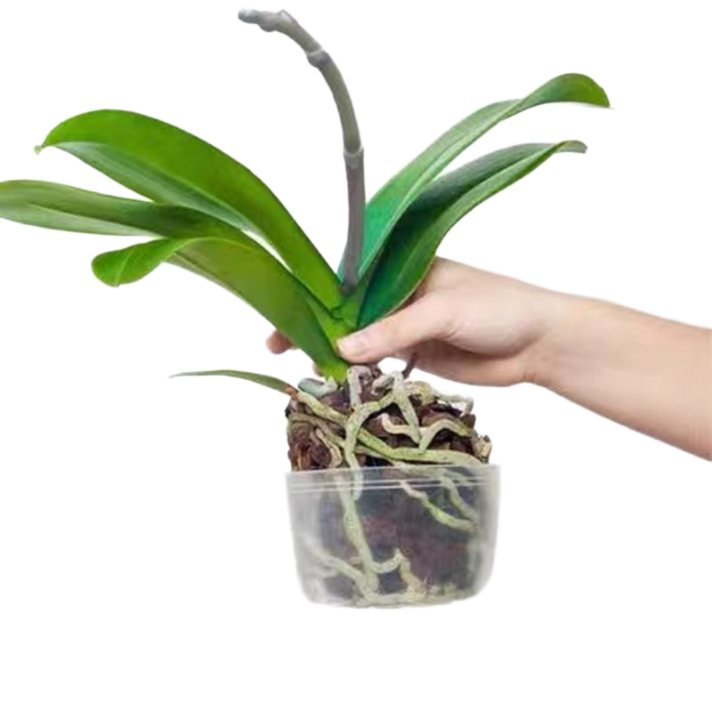 精品蝴蝶兰盆栽基地直销鲜花带花苞花箭室内阳台绿植四季好养易活,淘宝优惠券,粉丝福利购,淘宝优惠卷