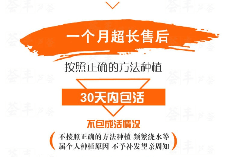 库拉索芦荟盆栽水培绿植可食用可美容除甲醛净化空气多肉植物包邮 - 图3