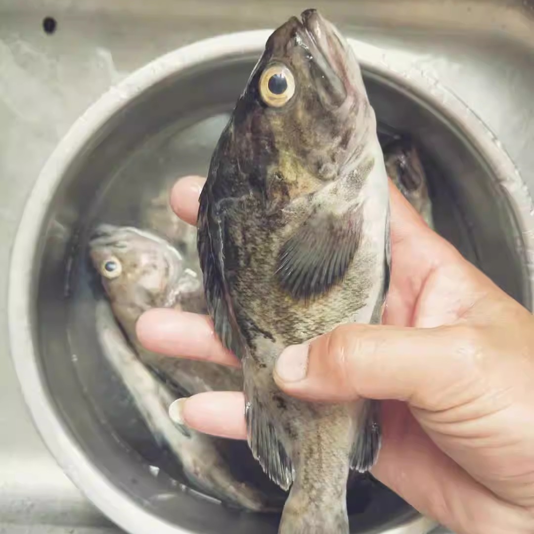 大连黑鱼海鱼山东黑头鱼海鲈鱼科黑裙鱼冰冻货二斤小鱼下奶做鱼汤 - 图2