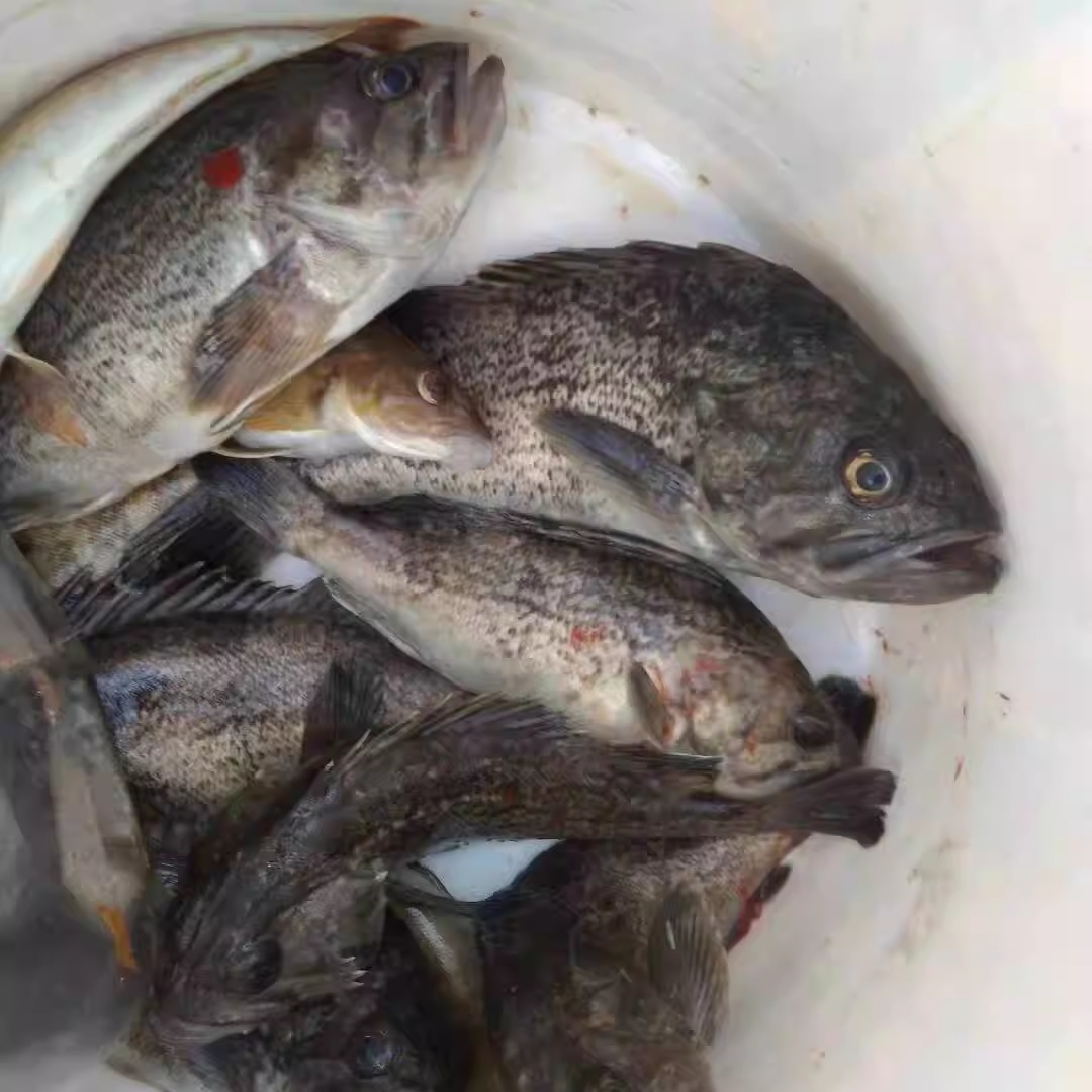 大连黑鱼海鱼山东黑头鱼海鲈鱼科黑裙鱼冰冻货二斤小鱼下奶做鱼汤 - 图1