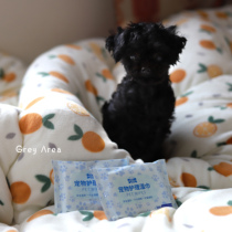 Fart shitty smell good bye dog kitty Kitty Pet Care Wet Towels No Alcohol 5 Packs