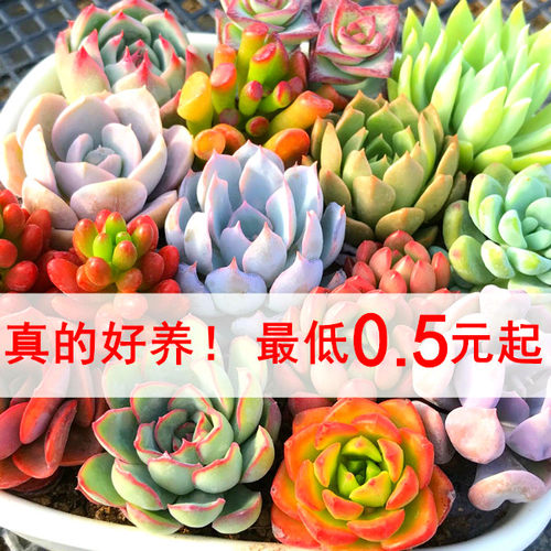 多肉植物景天科防辐射办公室内微型创意迷你景观组合盆栽花卉绿植 - 图1