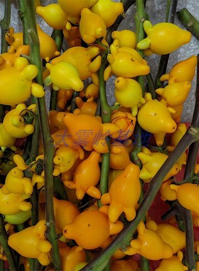 新春年华新奇福禄大雾岭产地直发