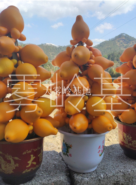 黄金果摆件桌面创意五代同堂供佛盆景塔形五代果餐馆新颖供奉干放