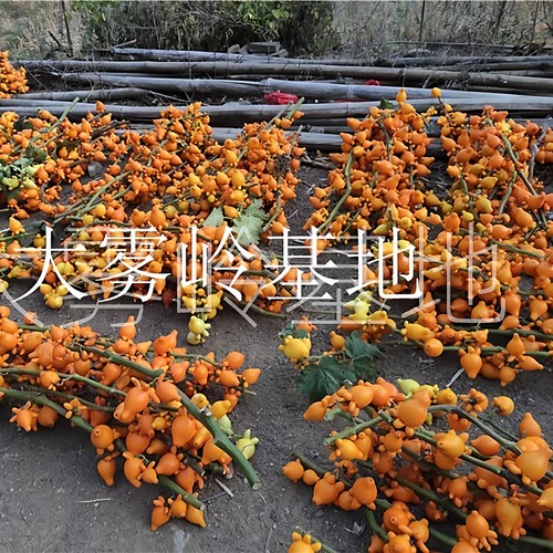 正宗黄金果鲜花五代果新鲜五代同堂枝条装饰摆件年花装饰鲜切花材 - 图2