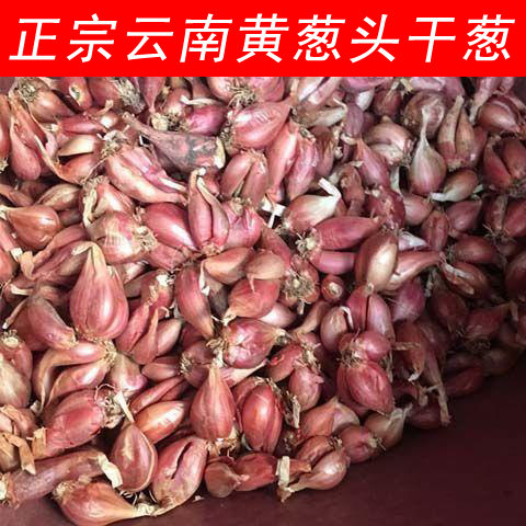 云南正宗黄葱头发芽红葱小香葱种植当季火葱干葱头阳台盆栽批发 - 图3