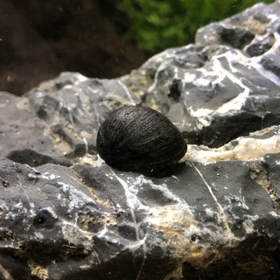 包邮杀手螺大黄蜂螺观赏螺宠物螺除藻螺工具螺活体水族除杂螺除蜗 - 图2