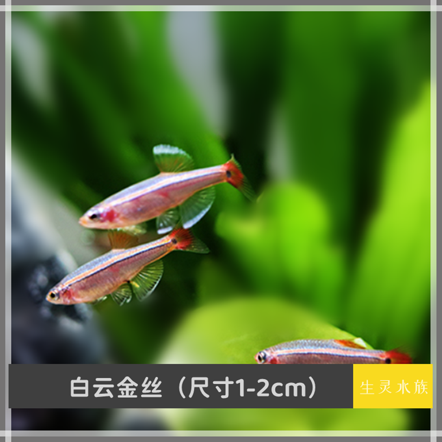白云黄瑰丽金丝鱼活体小型原生鱼冷水不加温观赏原生淡水红尾灯科
