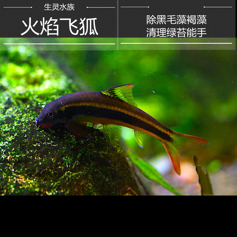 包邮一线飞狐火焰黑线飞狐热带鱼活体水族草缸除绿藻除苔小精灵鱼 - 图1