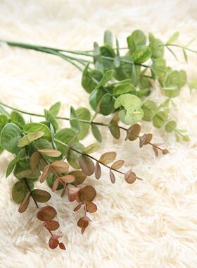 软胶绿色植物室内四季常青金钱叶
