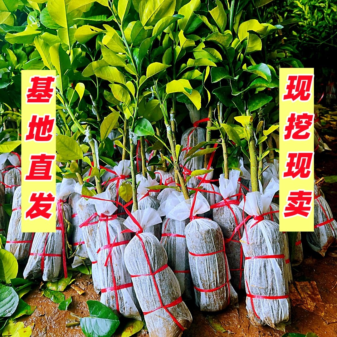 泰国新品种暹罗红柚红皮红肉香水红柚子新款水果树柚子苗,淘宝优惠券,粉丝福利购,淘宝优惠卷