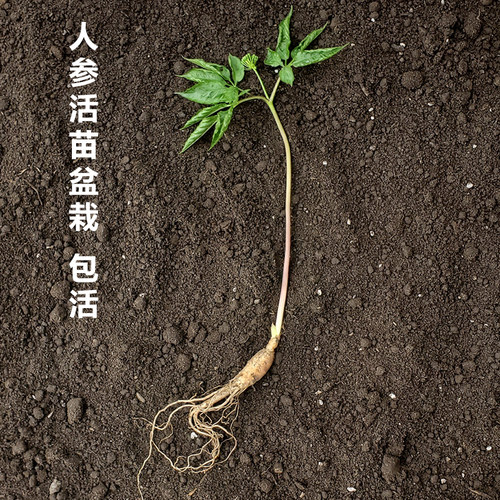 人参活苗长白山人参苗子盆栽种植苗室内带盆带土野山参种苗人参果-图1