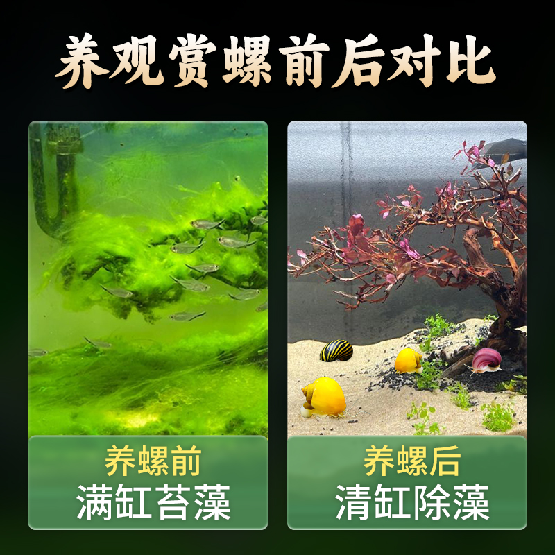 观赏螺淡水苹果螺鱼缸除藻工具吃藻清缸清理小宠物黄金螺大号蜗牛 - 图2