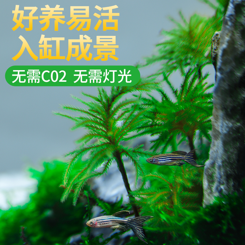 万年藓水草植物鱼缸水草真草耐活耐低温苔藓鱼缸净化水质造景水草