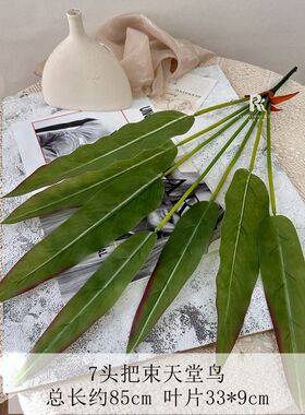 绿植手感龟背叶观音叶彩