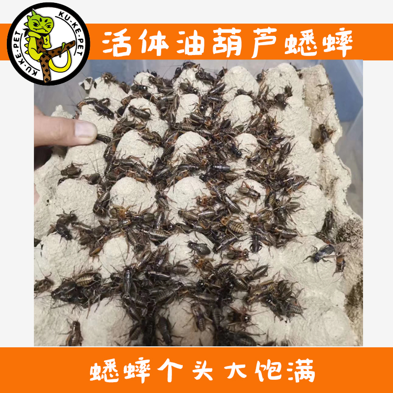 酷克宠物活物油葫芦白蟋蟀活体饲料树蛙鬃狮守宫蜥蜴食物包成活率 - 图2