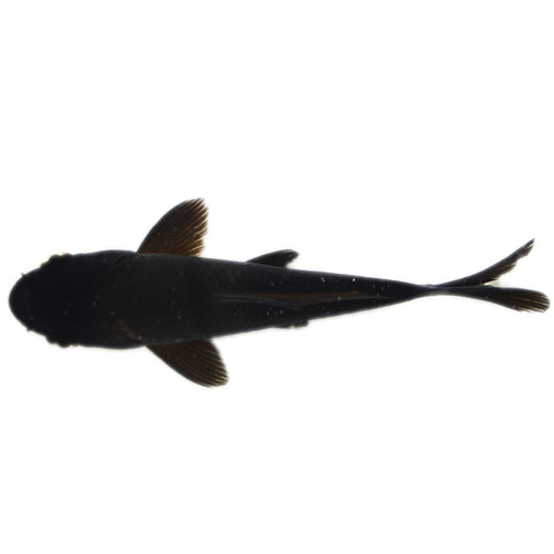 小黑鱼淡水鱼观赏鱼鱼苗活体黑鱼活鱼锦鲤鱼冷水鱼好养的金鱼小鱼 - 图3