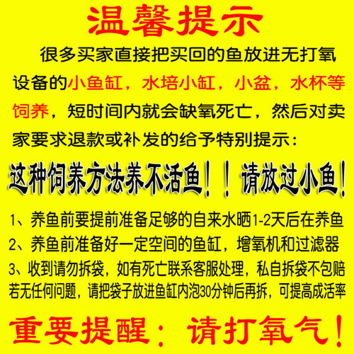 龙凤锦鲤鱼冷水观赏鱼小金鱼苗淡水活体鱼好养耐活蝴蝶鲤长尾 - 图1