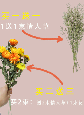 云南天然小雏菊干花真花满天星装饰摆件ins客厅摆设风干菊花花束